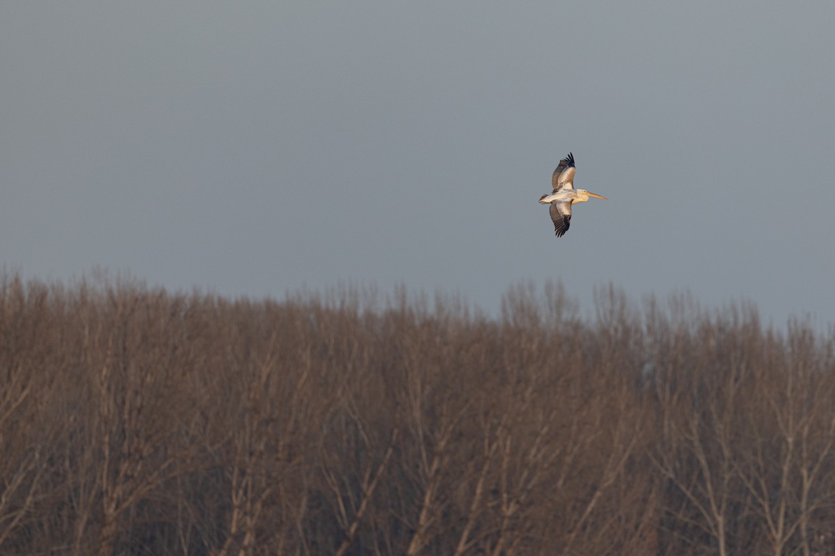 krøllpelikan - ML646900583