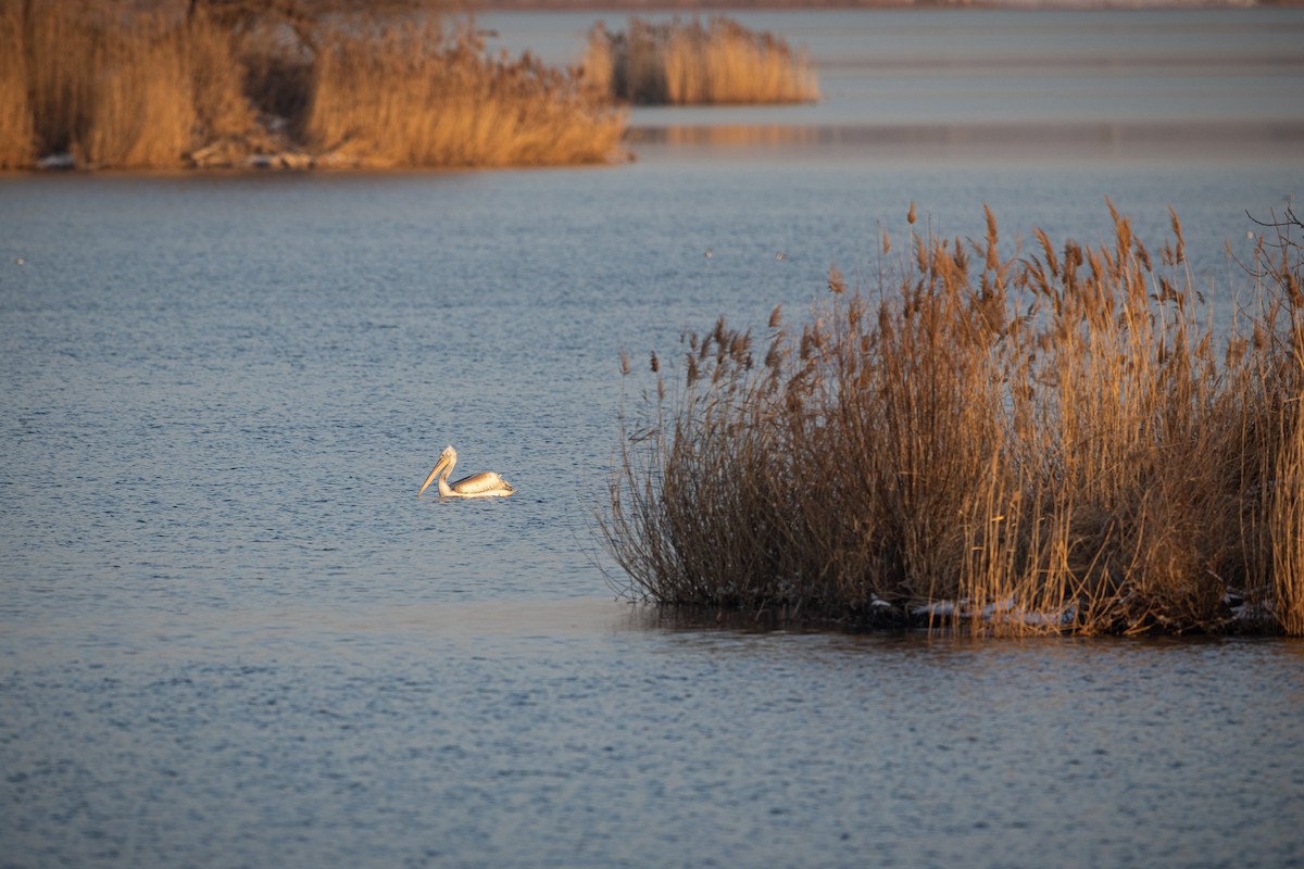 krøllpelikan - ML646900584