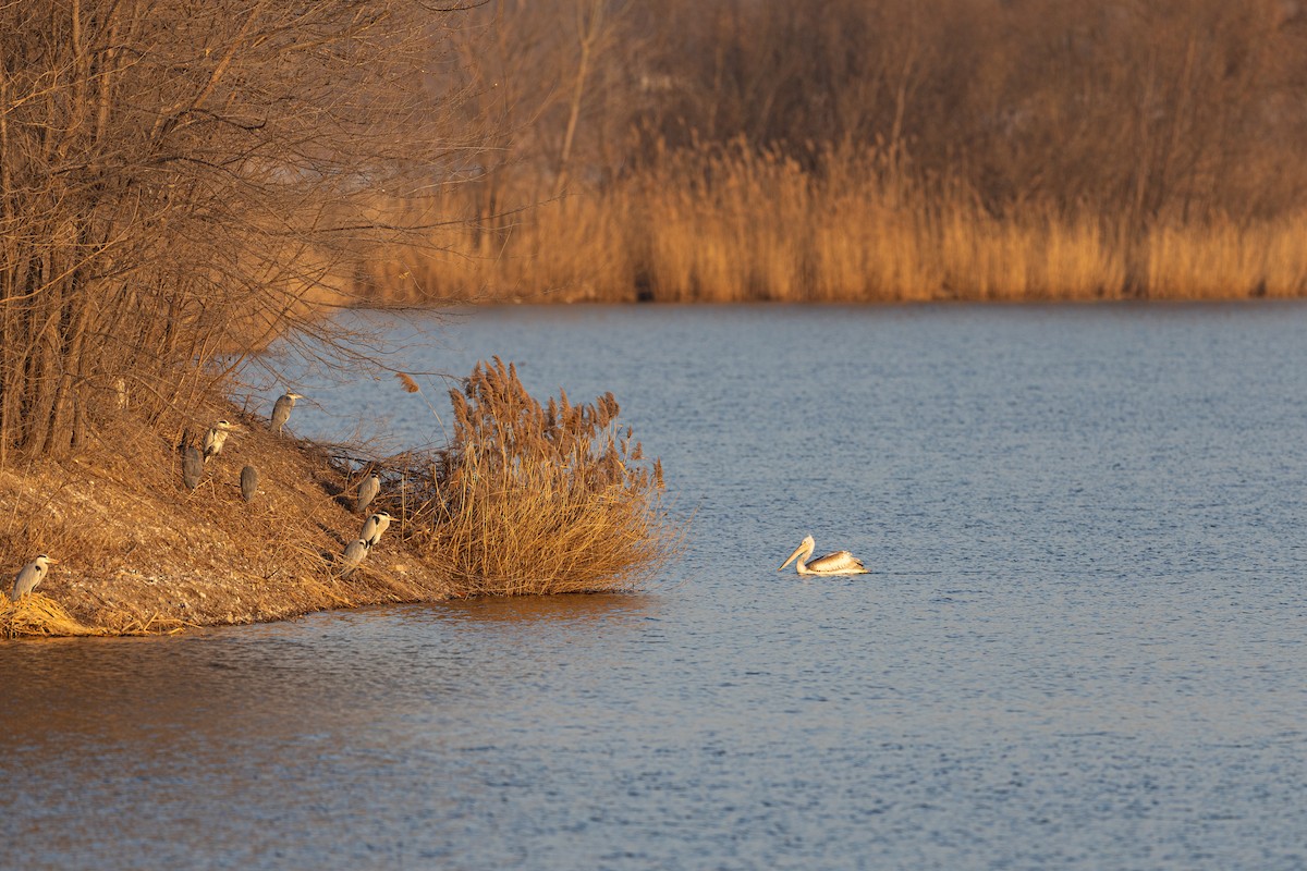 krøllpelikan - ML646900585