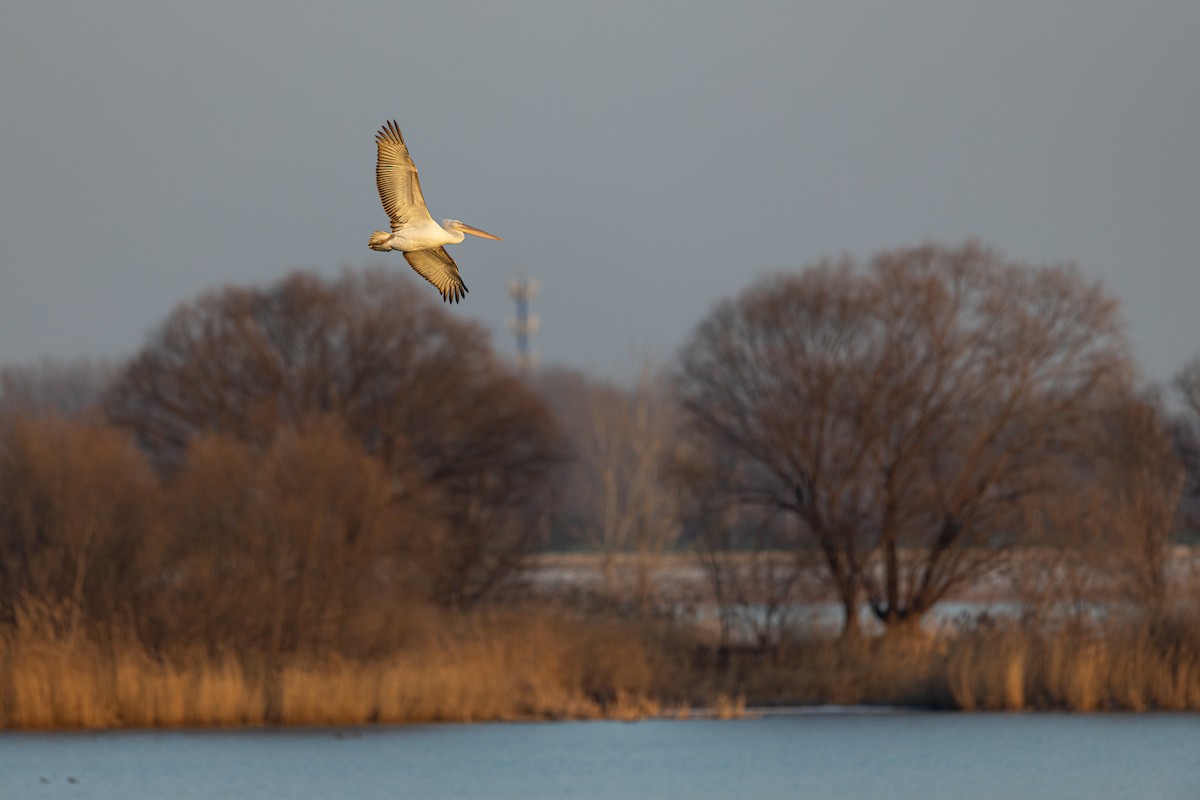 krøllpelikan - ML646900586