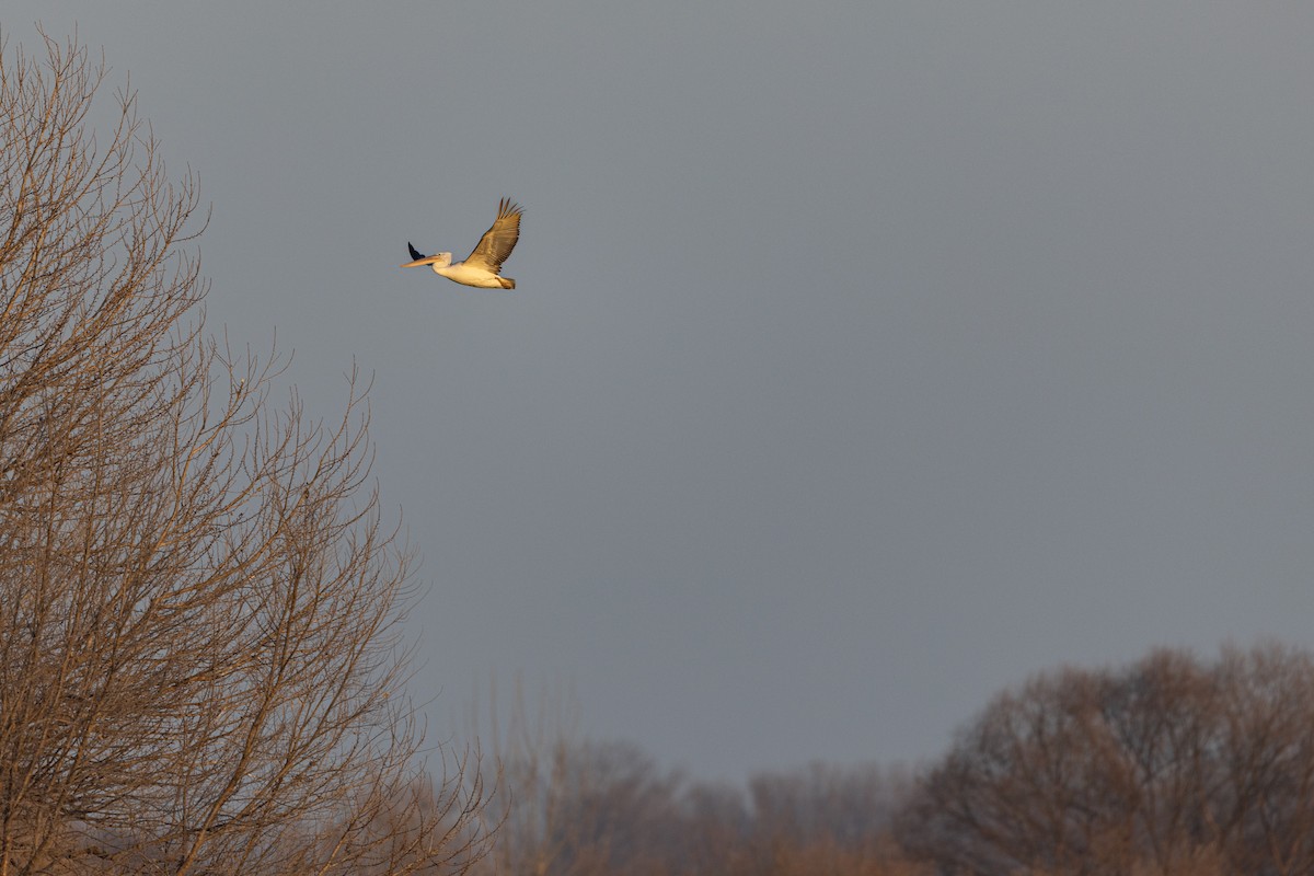 krøllpelikan - ML646900587