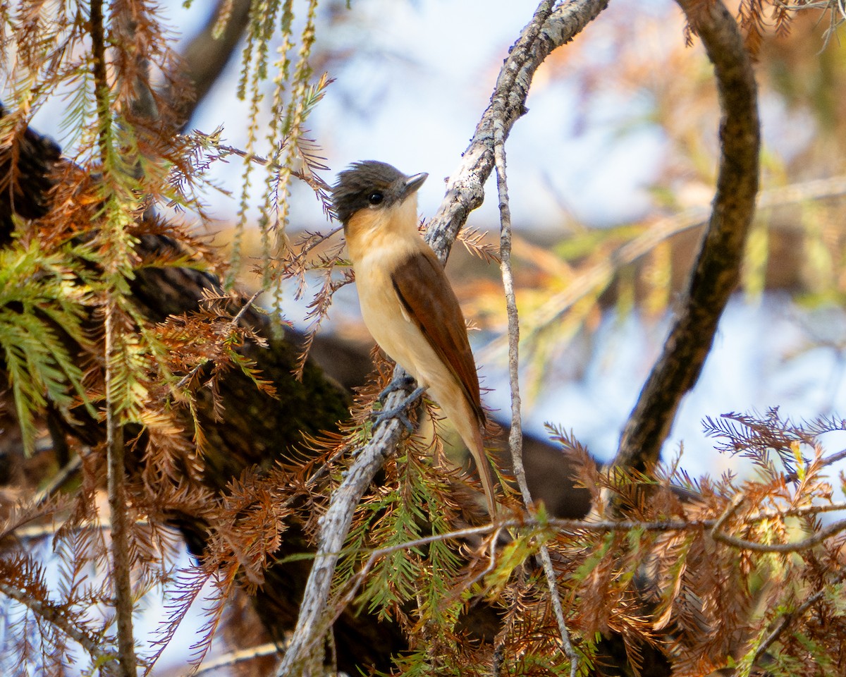 Anambé Degollado - ML646900589
