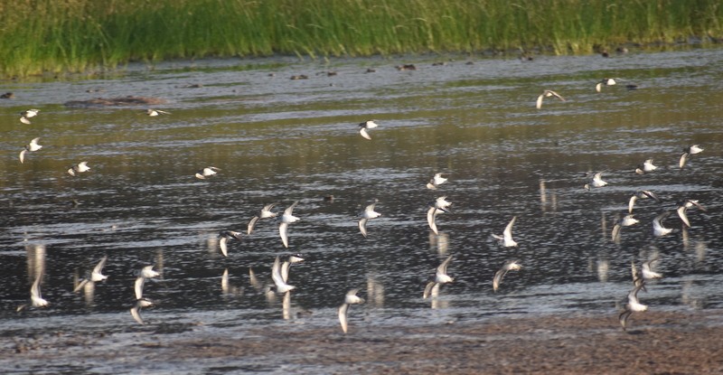 Temminck txirria - ML646900593