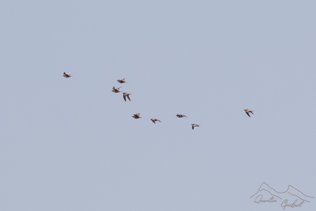 stepokur hnědobřichý - ML646900597