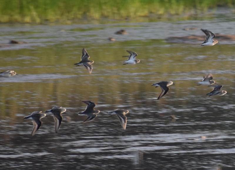 Temminck txirria - ML646900601