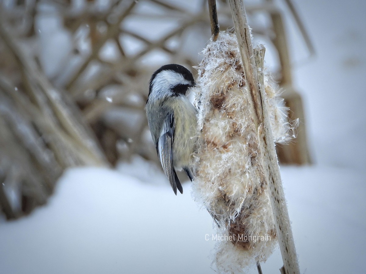 Black-capped Chickadee - ML646900603