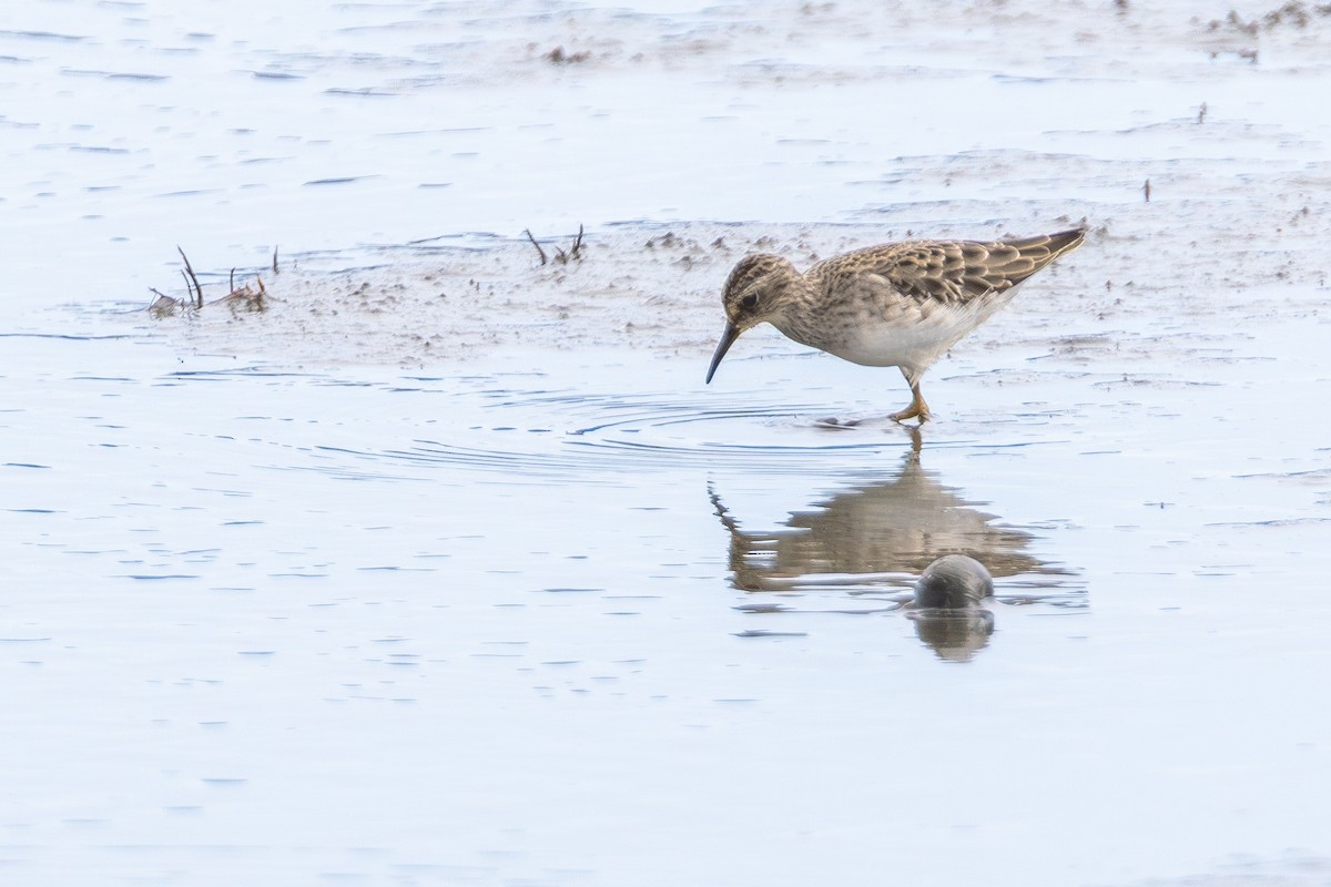 Txirri behatz-luzea - ML646900605