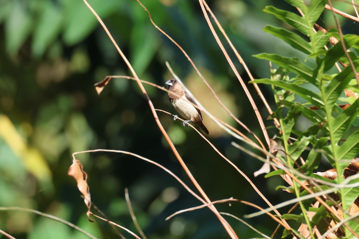 White-rumped Munia - ML646900606