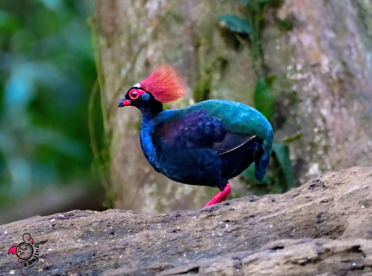 Crested Partridge - ML646900607