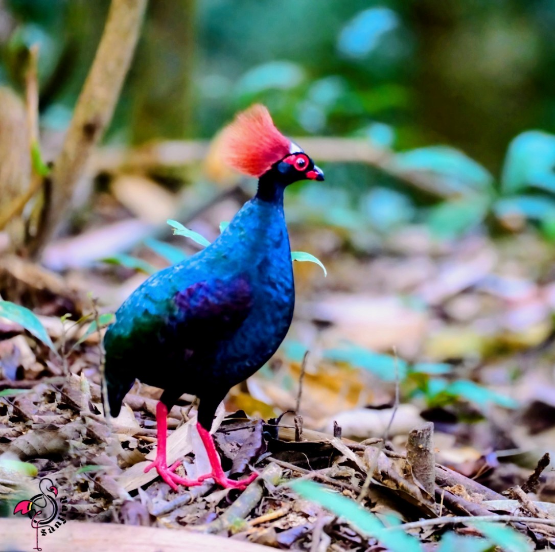 Crested Partridge - ML646900608