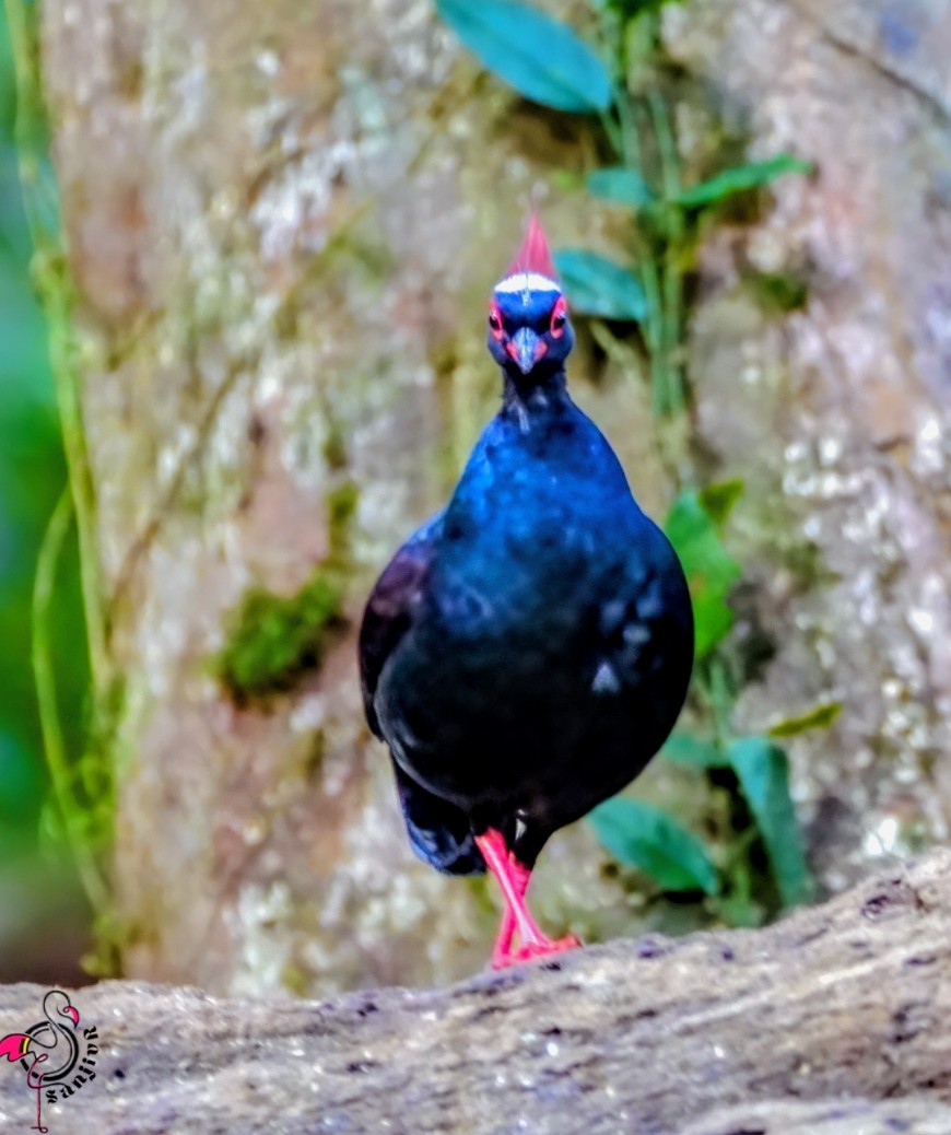 Crested Partridge - ML646900609