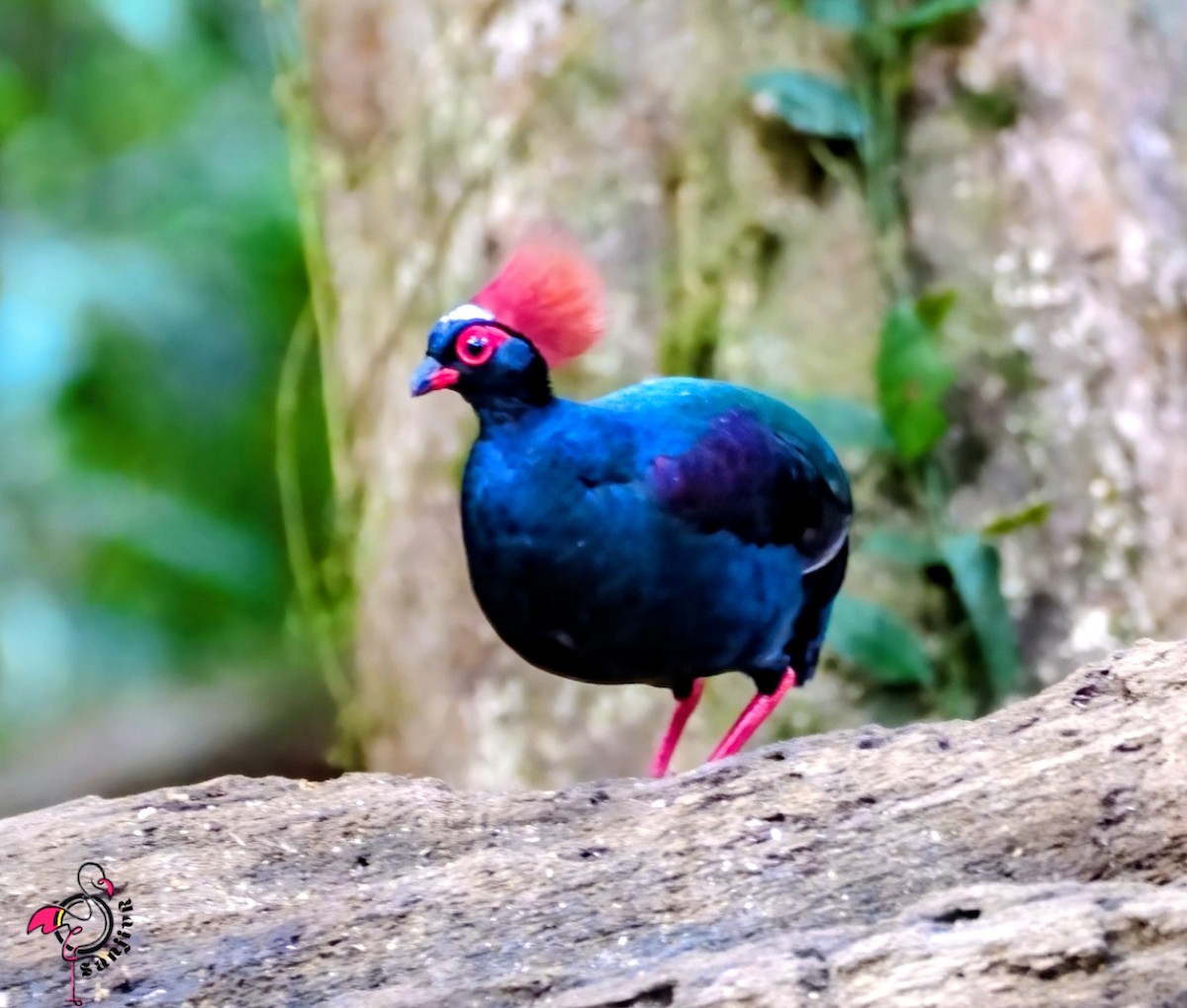 Crested Partridge - ML646900610