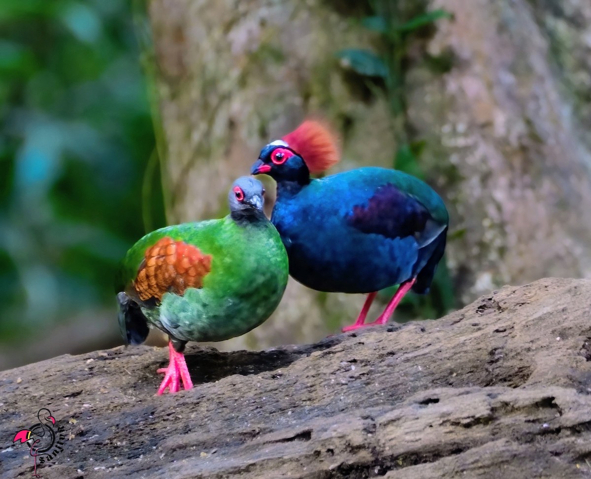 Crested Partridge - ML646900611