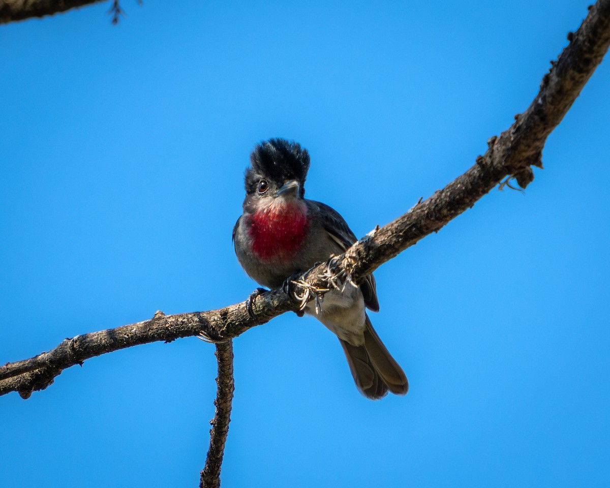 Anambé Degollado - ML646900615