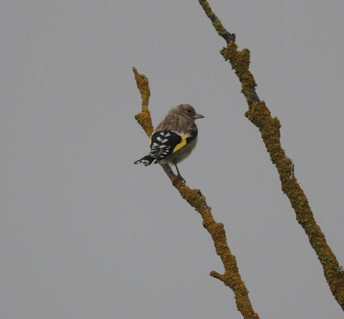 ゴシキヒワ - ML646900625