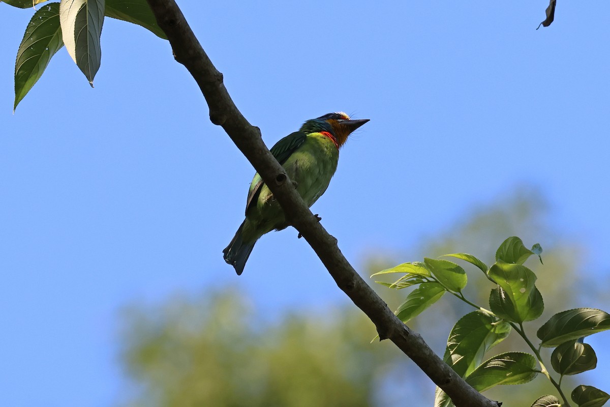 barbet tchajwanský - ML646900628