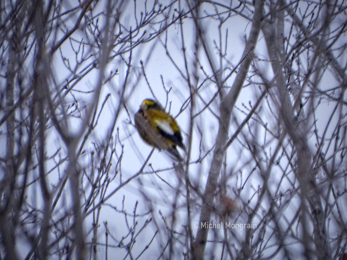 dlask žlutočelý - ML646900629