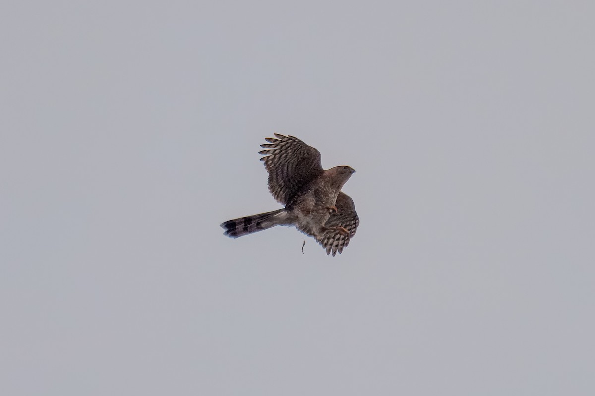 krahujec americký - ML646900630