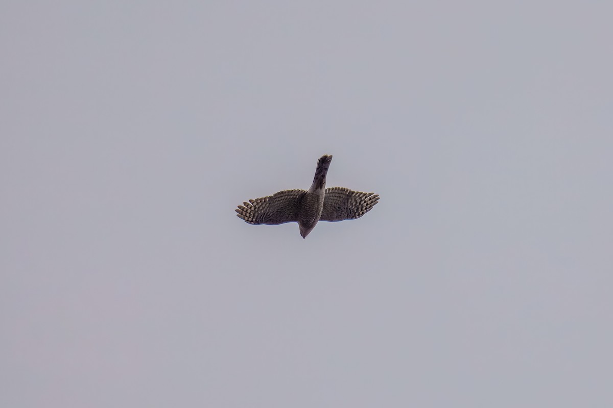 krahujec americký - ML646900632