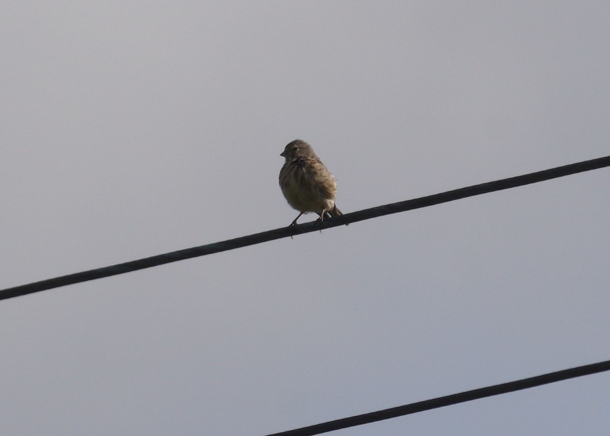 konopka obecná - ML646900633