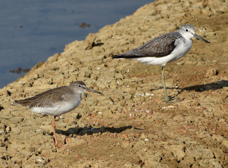 Kuliska zuria - ML646900634