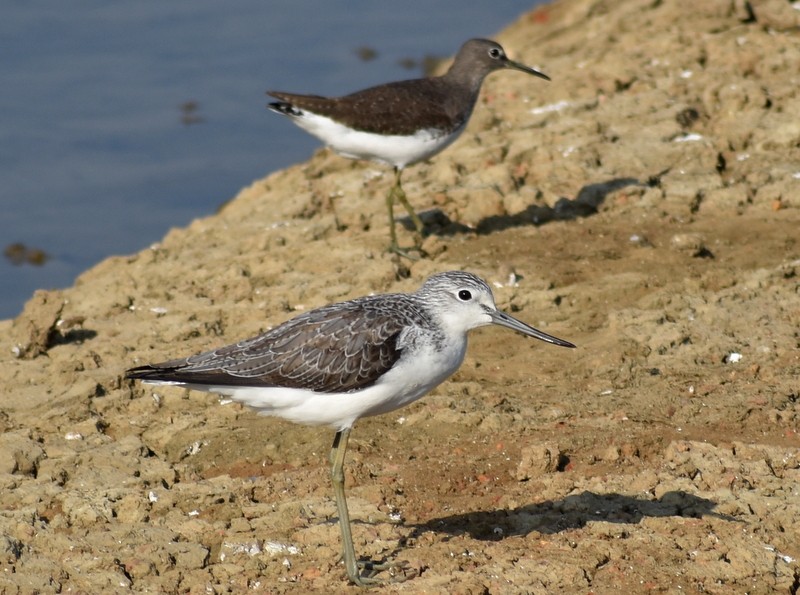 Kuliska zuria - ML646900635