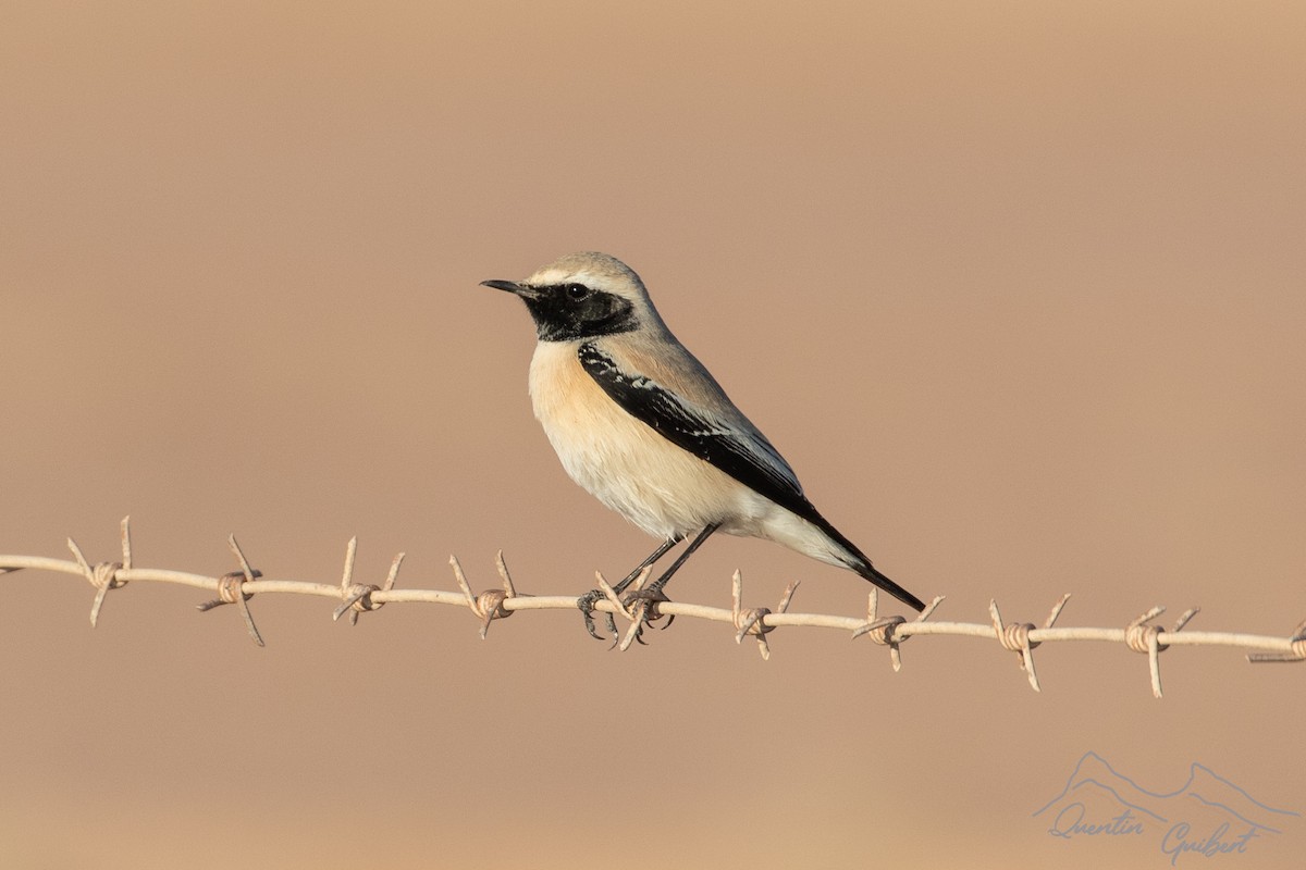 bělořit pouštní - ML646900636