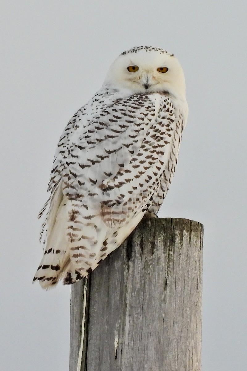 sovice sněžní - ML646900637