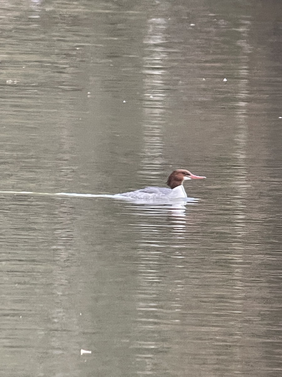 Крех великий - ML646900638