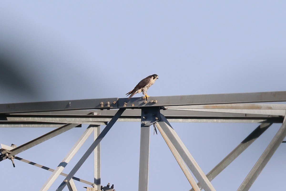 sokol stěhovavý - ML646900639