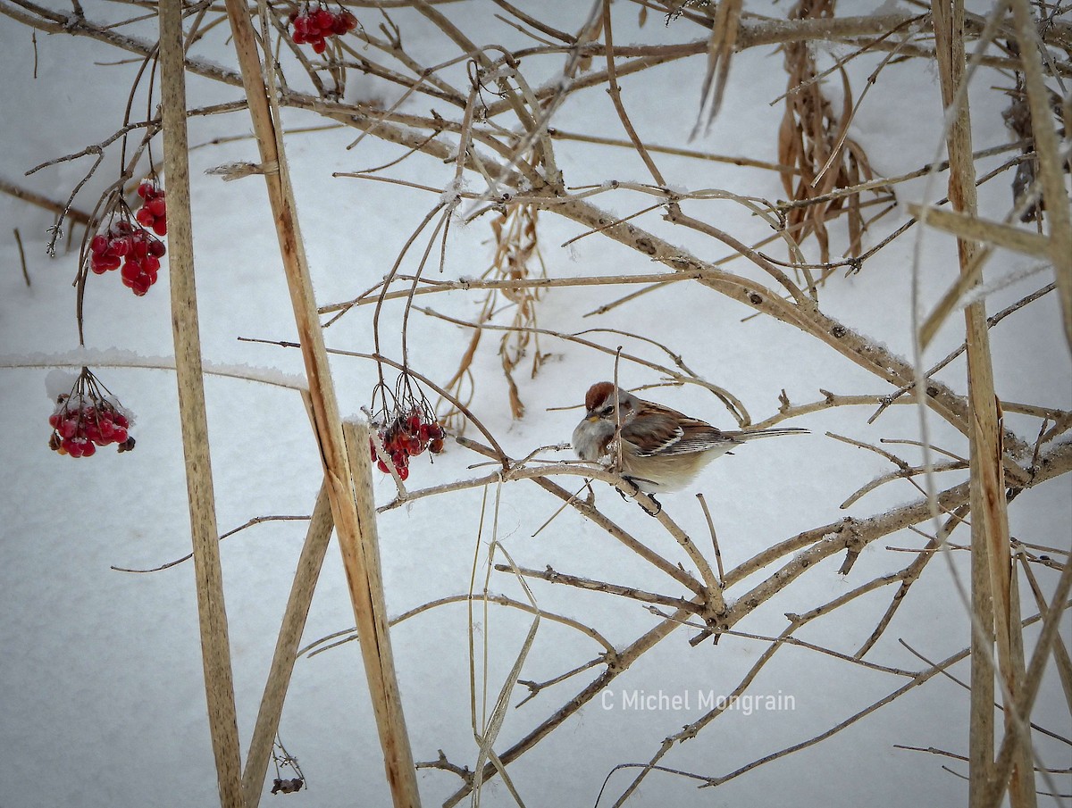 strnádka pokřovní - ML646900640