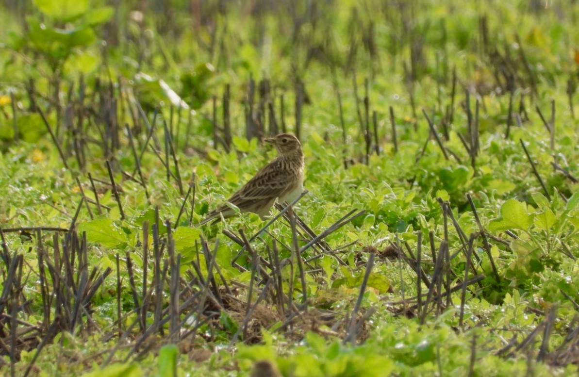skřivan polní - ML646900641