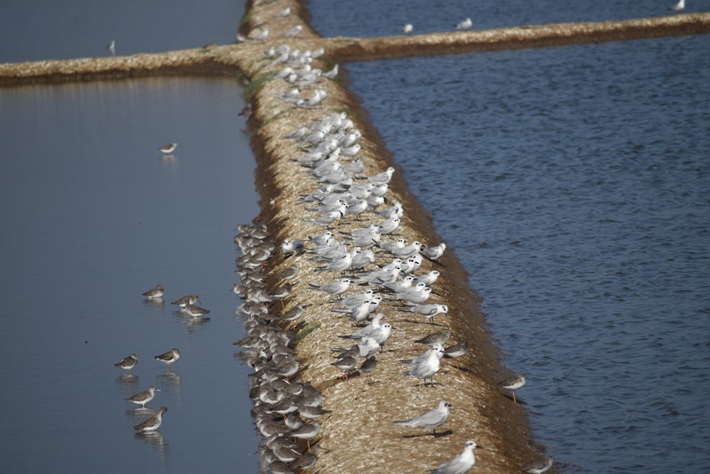 Txenada mokobeltza - ML646900643