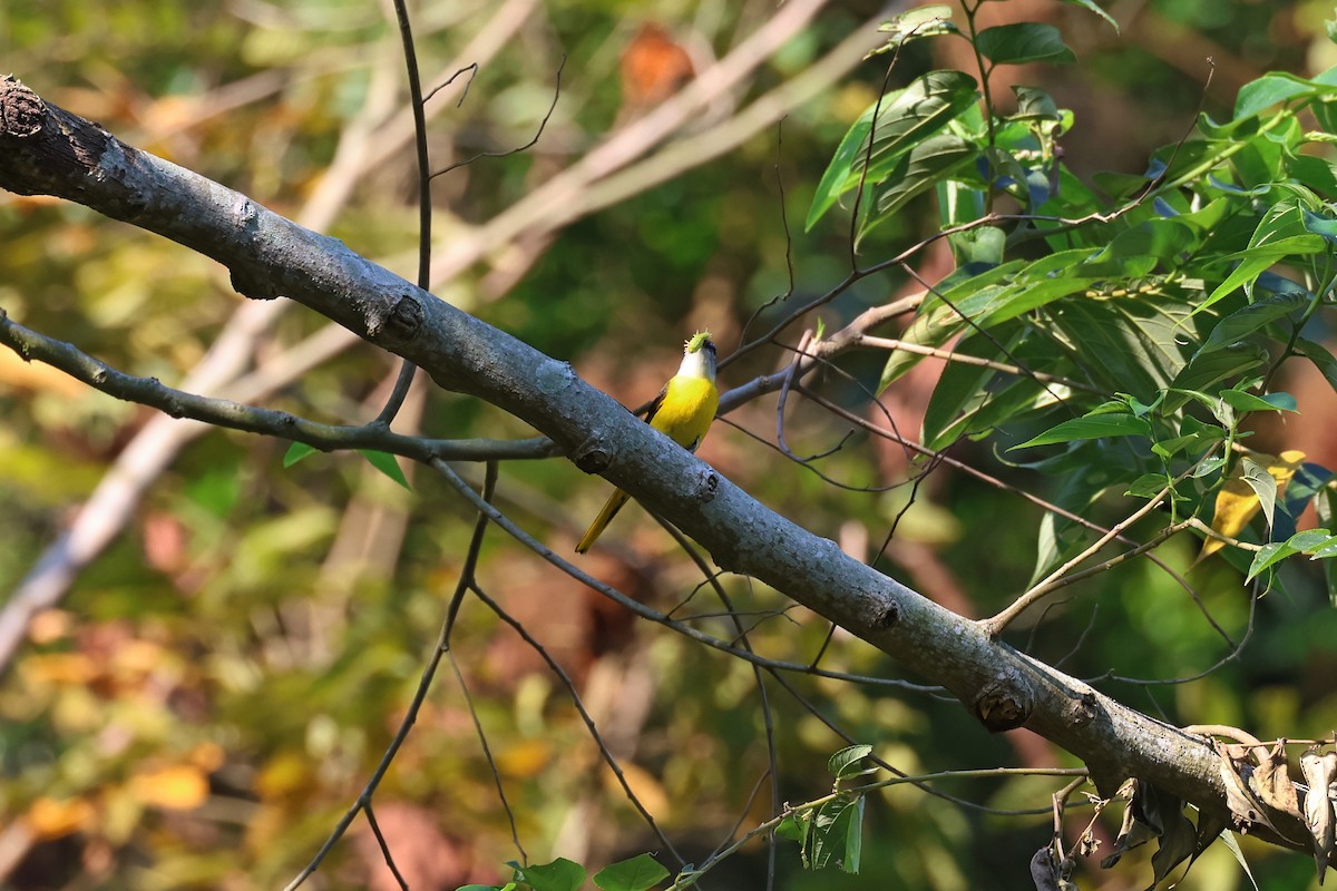 Gray-chinned Minivet - ML646900645