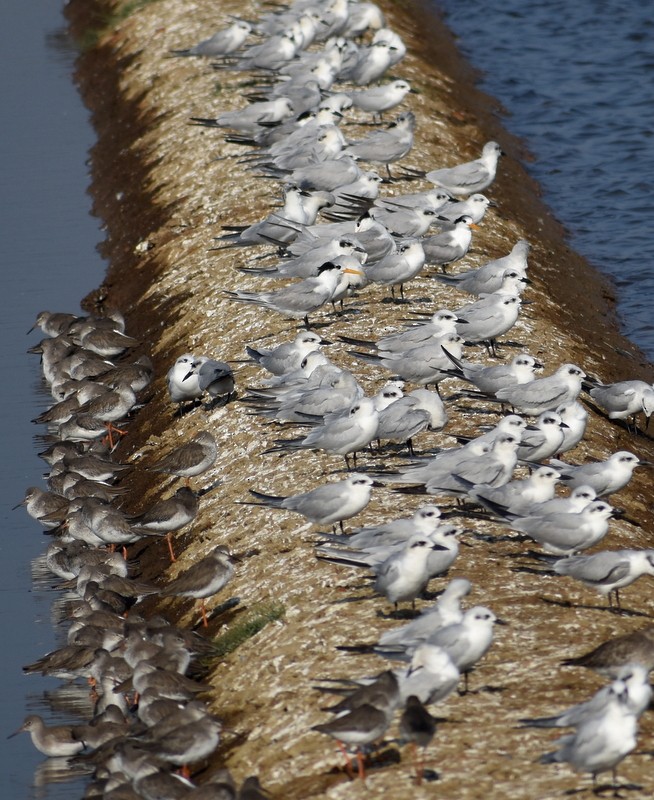 Txenada mokobeltza - ML646900647