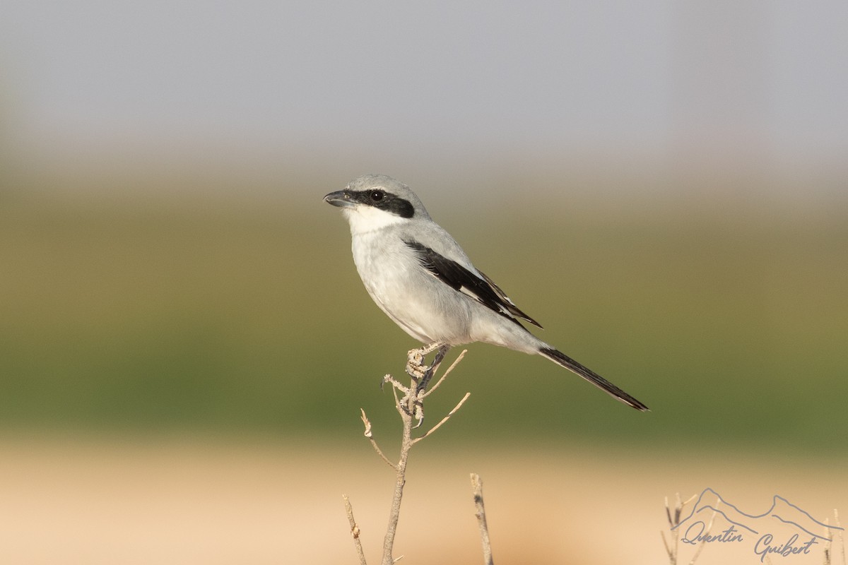 ťuhýk šedý (ssp. aucheri/buryi) - ML646900648