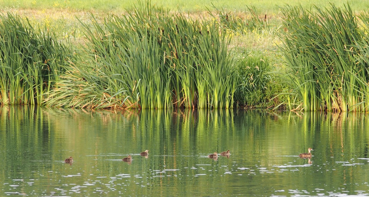 polák americký - ML646900649