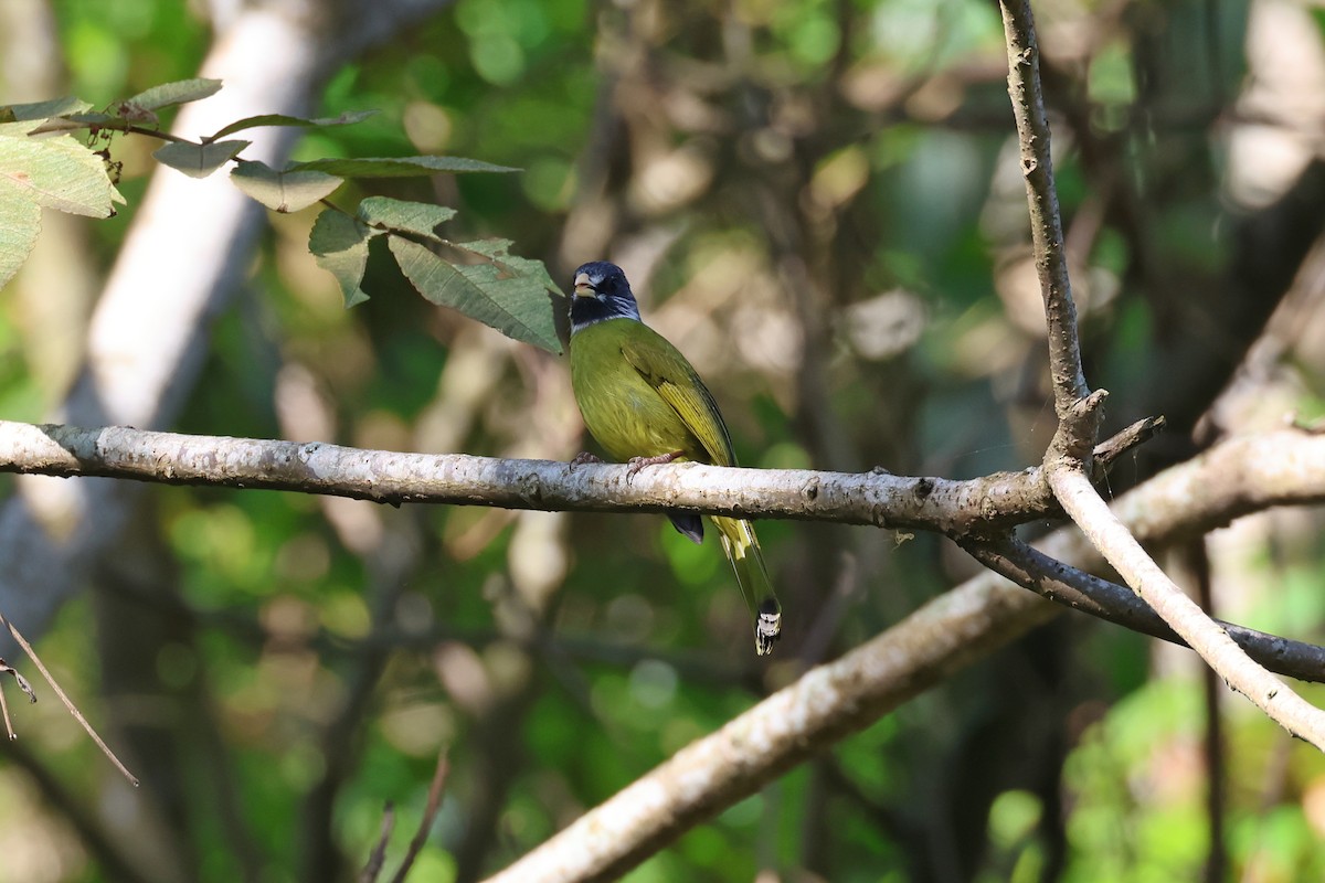 Collared Finchbill - ML646900650
