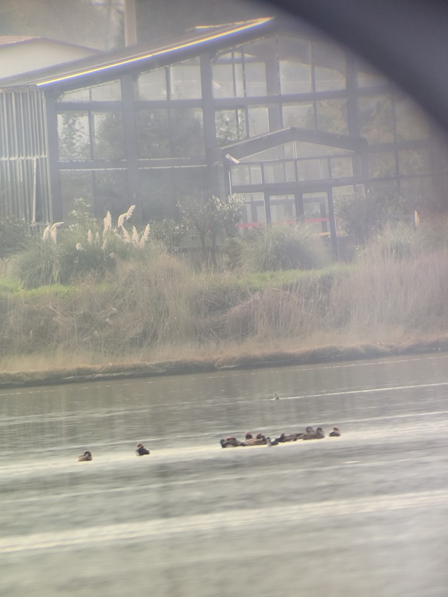 zrzohlávka rudozobá - ML646900651