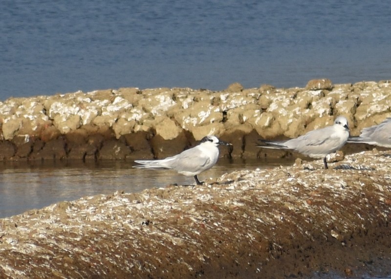 Txenada hankabeltza - ML646900652