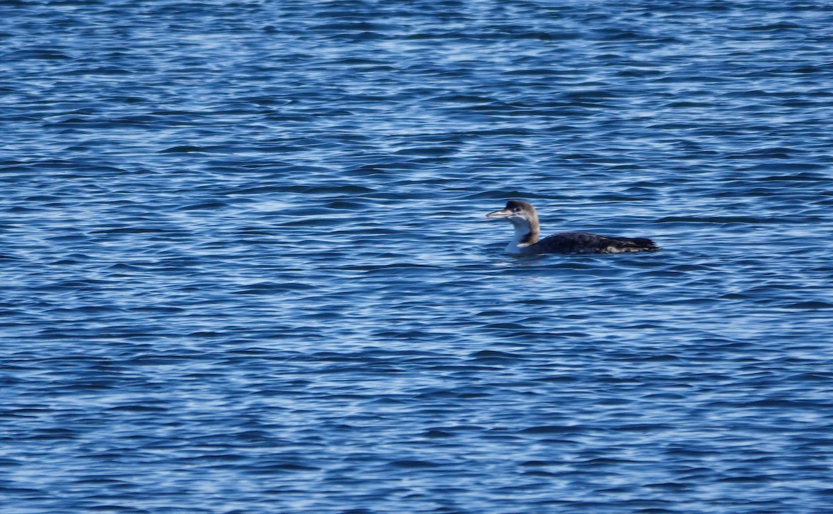 potáplice lední - ML646900654