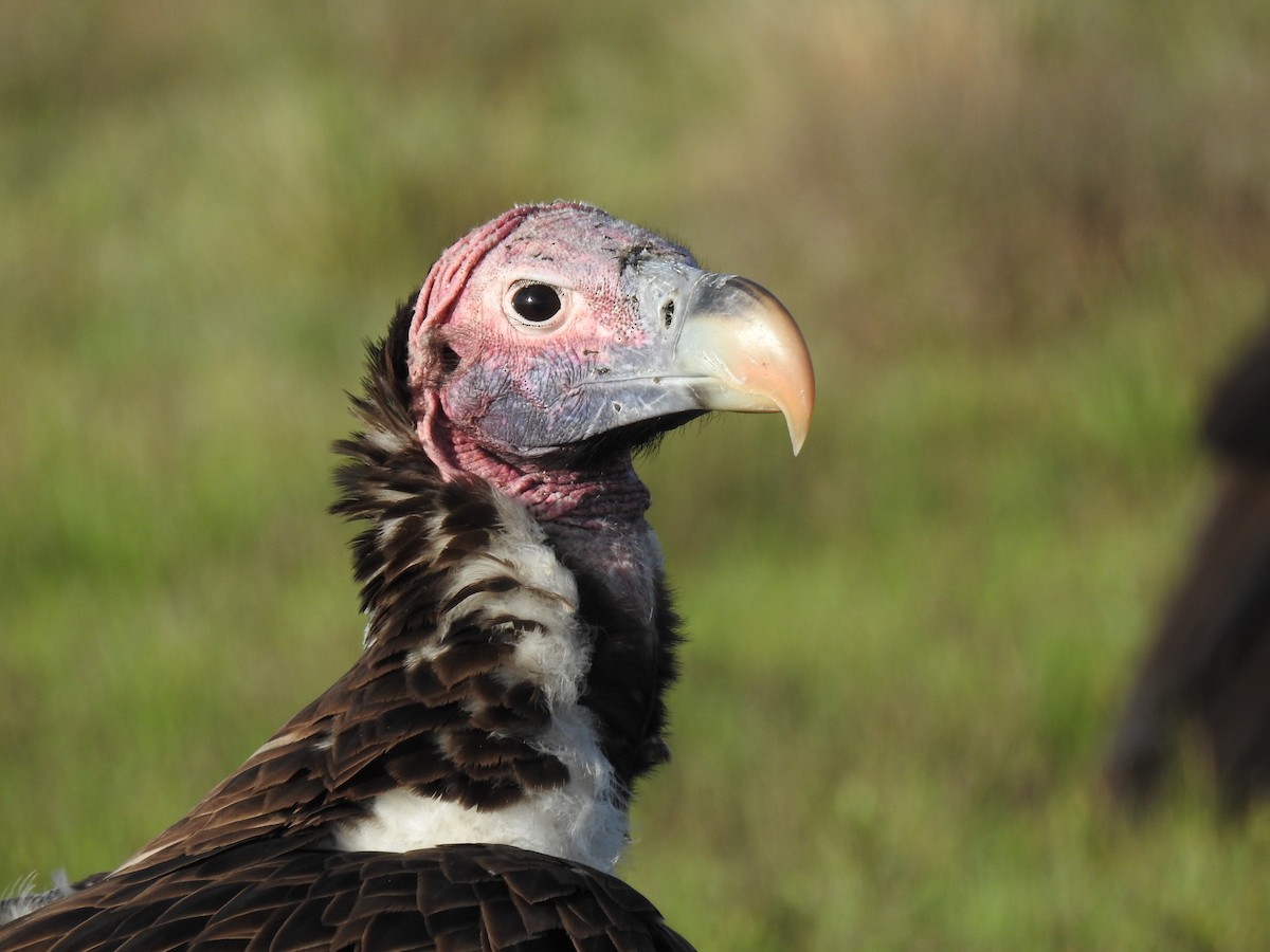 sup ušatý - ML646900656