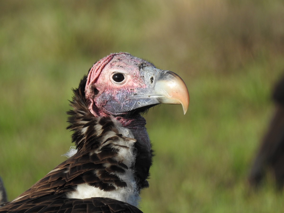 sup ušatý - ML646900657