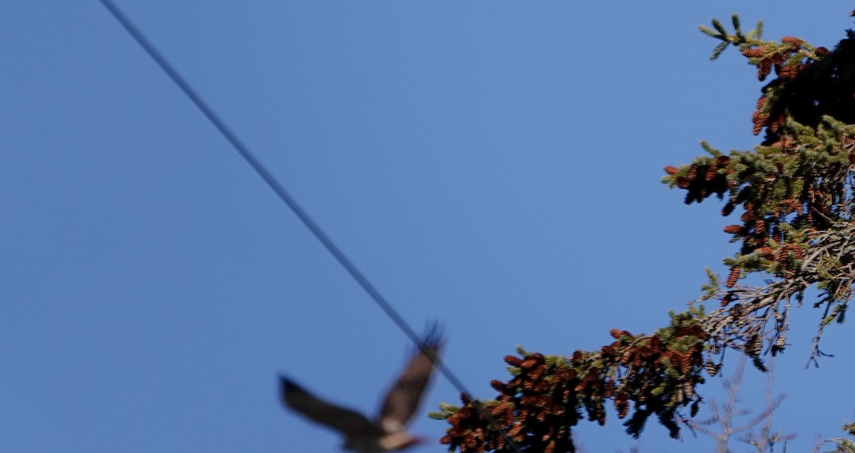 káně rudochvostá - ML646900659