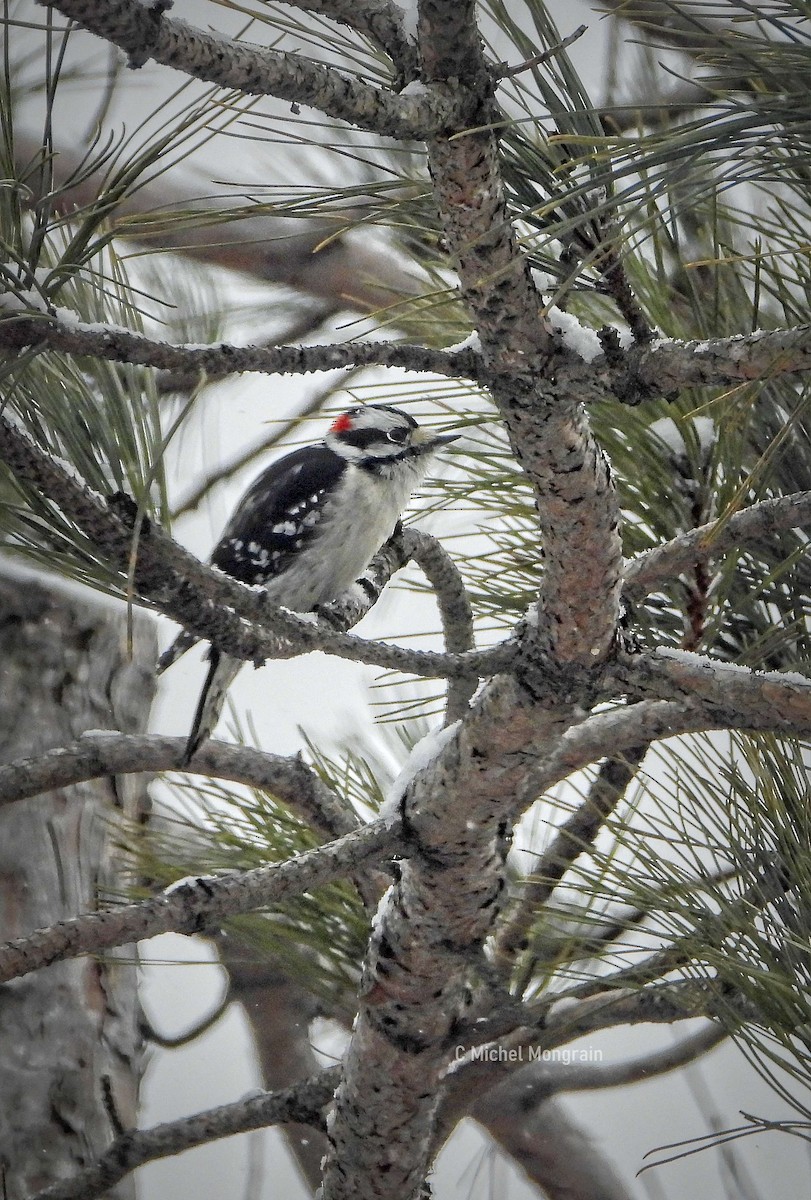 strakapoud americký - ML646900660