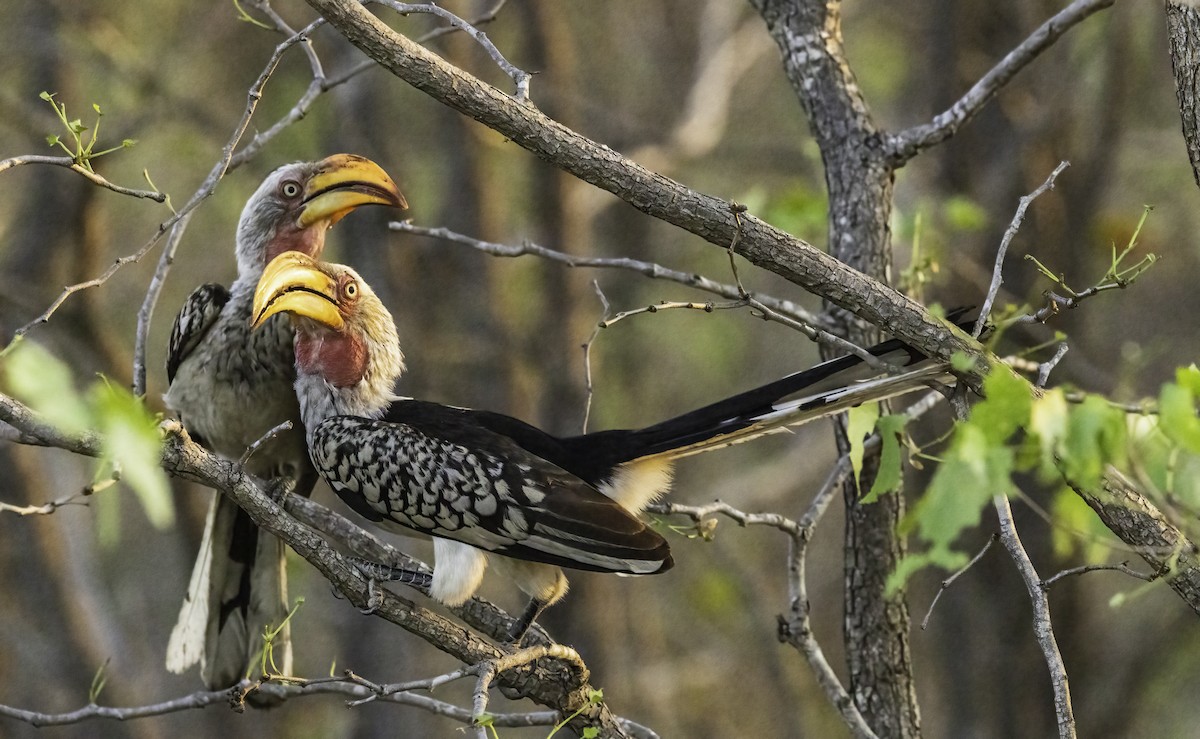 zoborožec jihoafrický - ML646900662