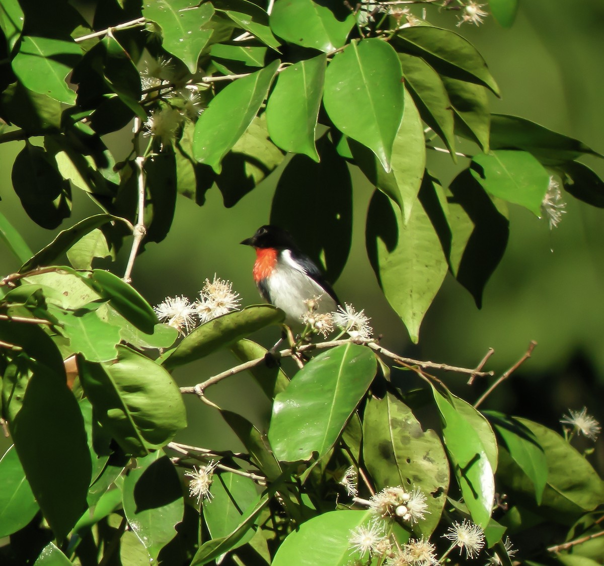 květozob sumbský - ML646900664