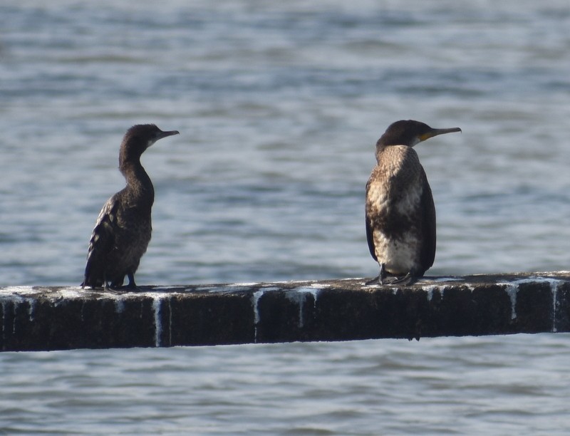 Indian Cormorant - ML646900665