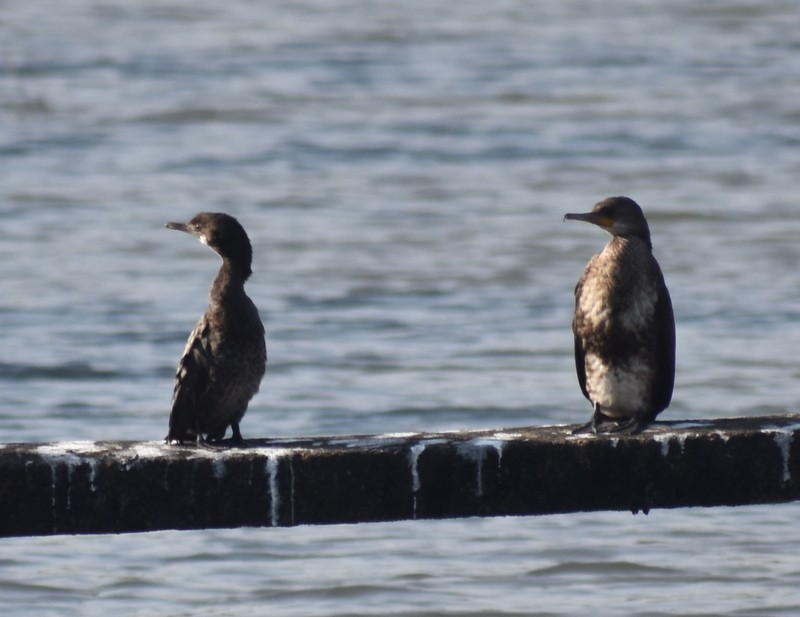 Indian Cormorant - ML646900666