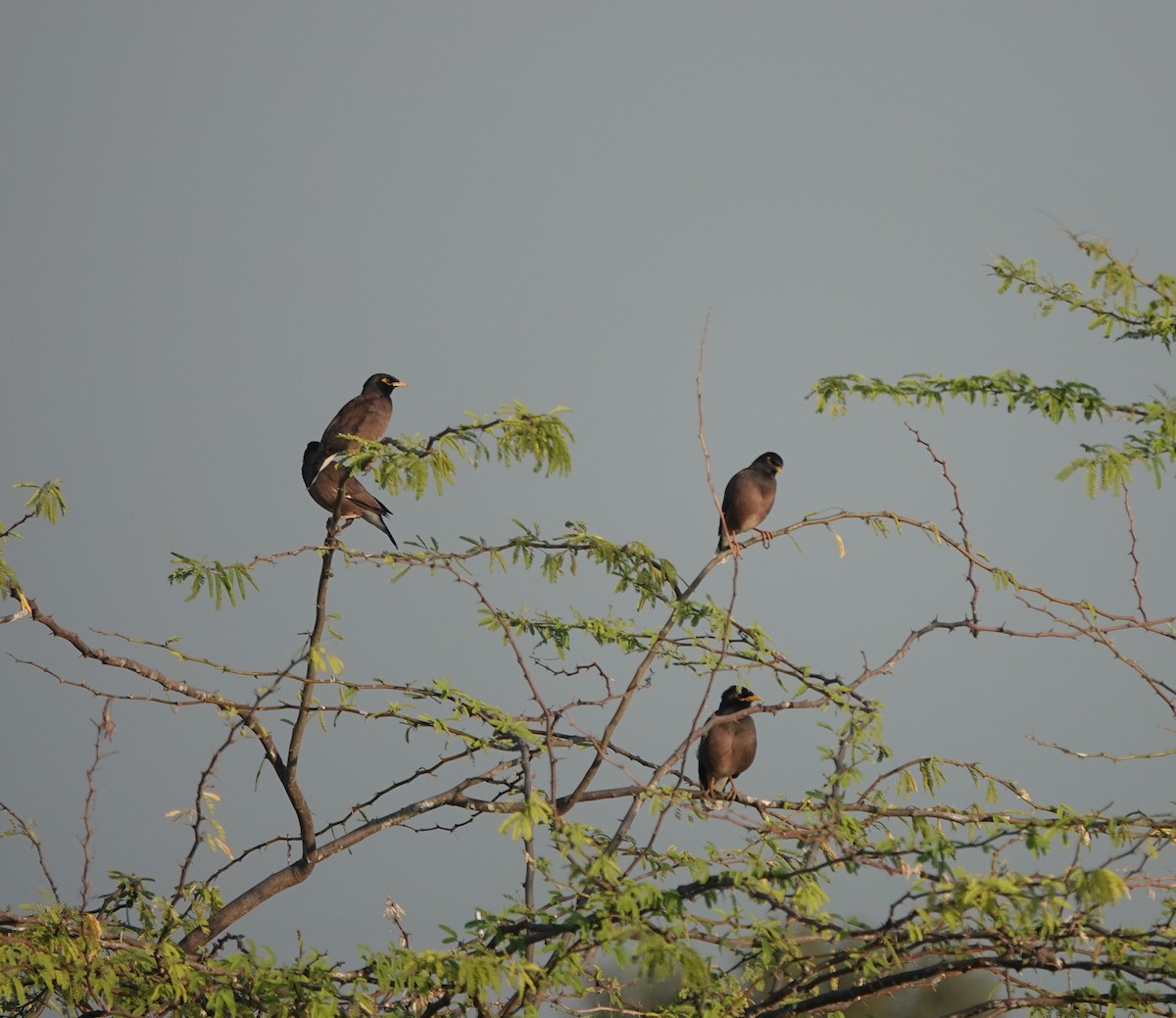 majna obecná - ML646900667